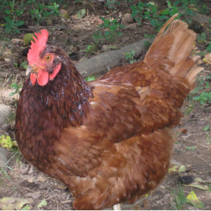 Carreau Lucy - La Tête Rouge !