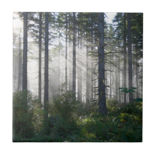 Carreau Lumière du soleil traversant une forêt brumeuse