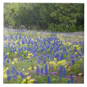 Carreau Lupins, primevère et phlox