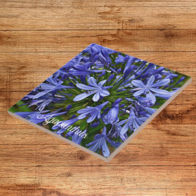 Carreau Lys bleu du Nil Agapanthus Floral (In Situ)