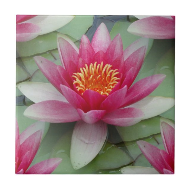Carreau Lys d'eau de Lotus rose (Devant)