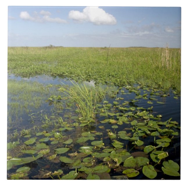 Carreau Lys d'eau et gazon de scie en Floride (Devant)
