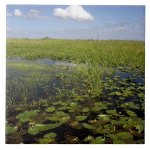 Carreau Lys d'eau et gazon de scie en Floride