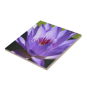 Carreau Lys d'eau violet