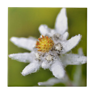 Carreau Macro de fleur edelweiss
