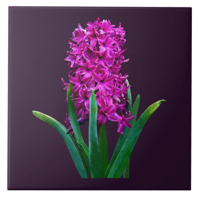 Carreau Magenta Hyacinth (Devant)