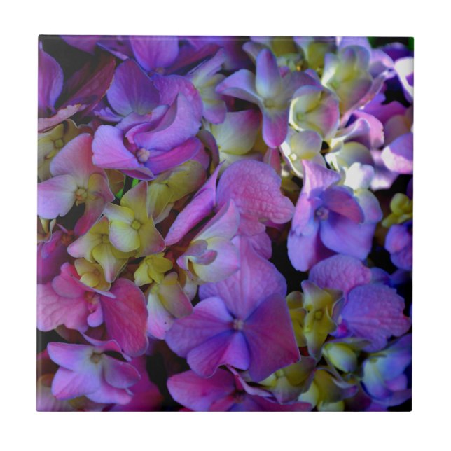 Carreau Magenta Purple bleu jaune Hydrangeas fleurs (Devant)