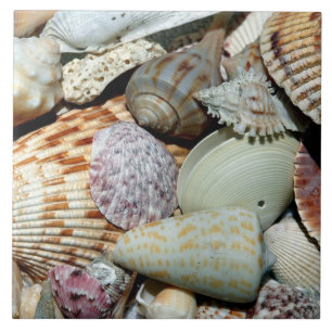 Carreau Magnifique tableau de coquilles
