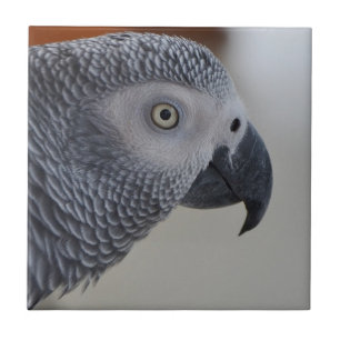 Carreau Majestic African Grey Parrot