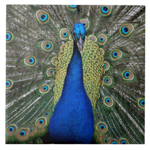 Carreau Majestic Peacock