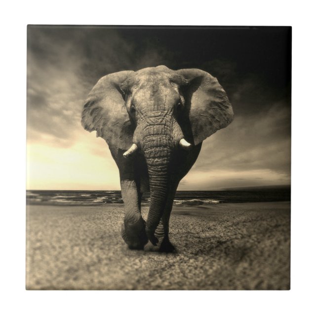 Carreau Majestic Wild Bull Elephant à Sepia (Devant)