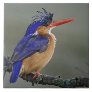 Carreau Malachite Kingfisher, Alcedo cristata, Lac