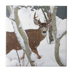 Carreau Mâle de cerfs communs dans la neige en hiver