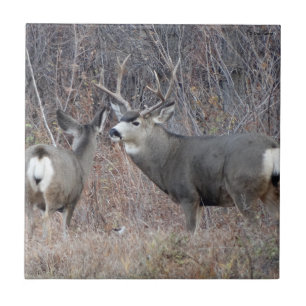 Carreau Mâle et daine de cerfs communs de mule D29