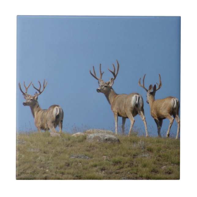 Carreau Mâles de cerfs communs de mule D9 en velours (Devant)