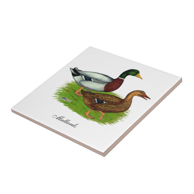 Carreau Mallard Drake et Duck (Côté)