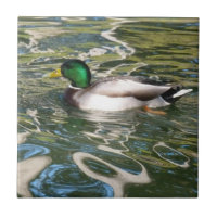 Mallard Duck