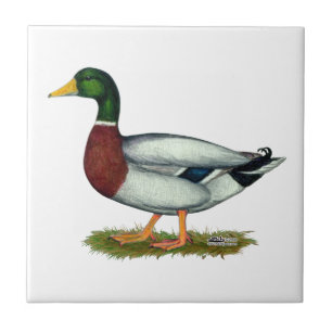 Carreau Mallard Duck Drake