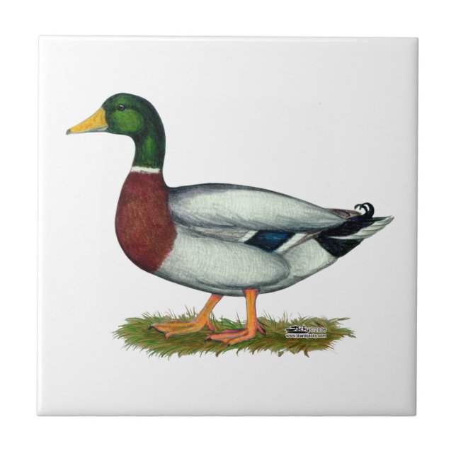 Carreau Mallard Duck Drake (Devant)