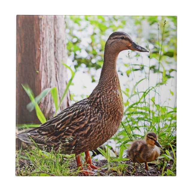 Carreau Mallard et Ducklings par Shirley Taylor (Devant)