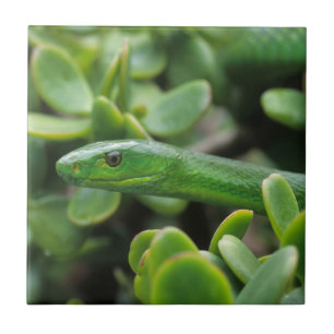 Carreau Mamba verte orientale (Dendroaspis Angusticeps)