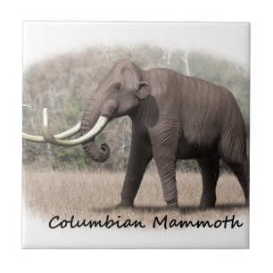 Carreau Mammouth colombien