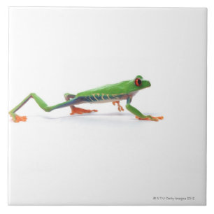 Carreau Marche observée par rouge de grenouille d'arbre