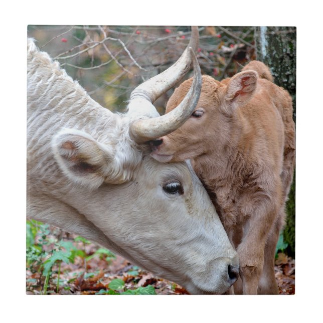 Carreau Maremmana Vache et veau (Devant)