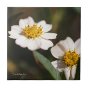 Carreau Marguerite noire de pied