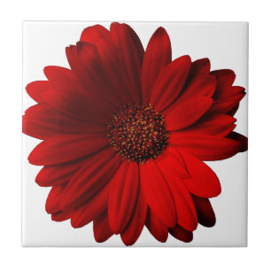 Carreau Marguerite rouge de Gerbera