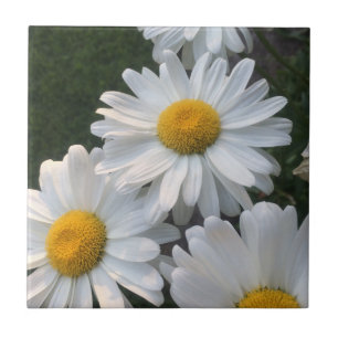 Carreau Marguerites blanches