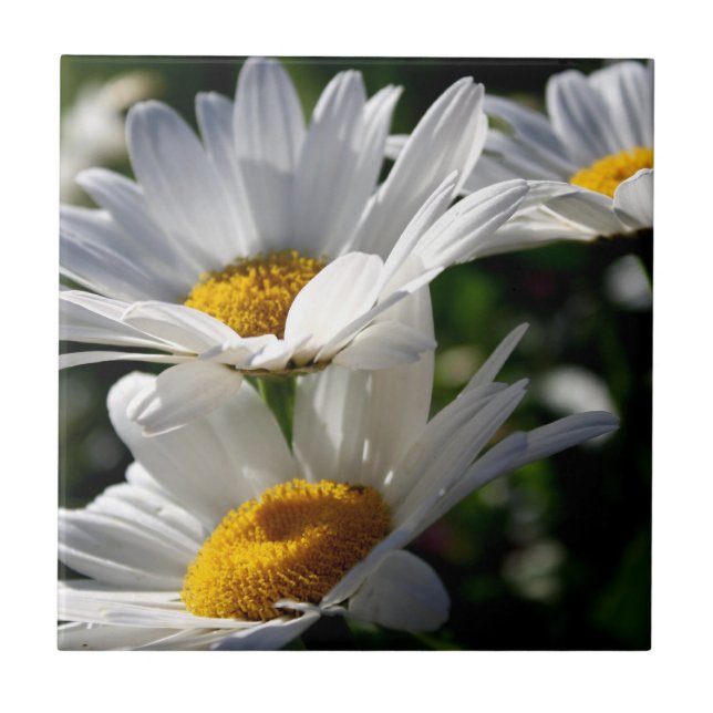 Carreau Marguerites : Trois Marguerites blanches (Devant)