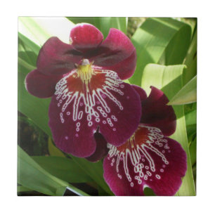 Carreau Maroon Orchids II