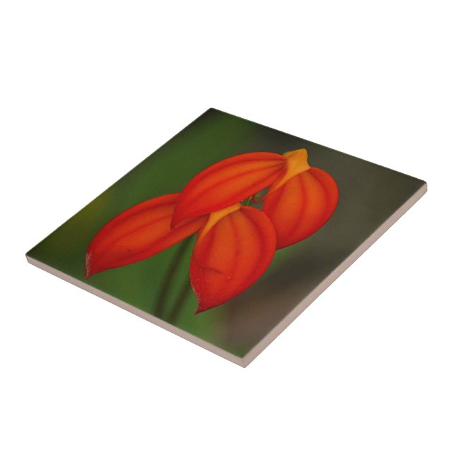 Carreau Masdevallia ignea Orchidée (Côté)