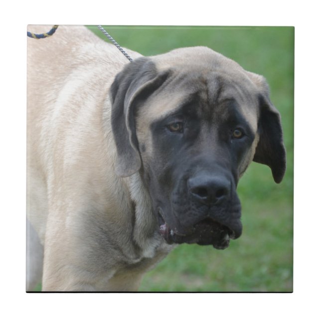 Carreau Mastiff anglais doux (Devant)