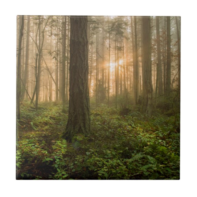 Carreau Matin brumeux du nord-ouest Pacifique de la forêt (Devant)
