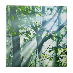 Carreau Matin dans la forêt