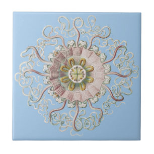 Carreau Méduse rose nautique d'Ernst Haeckel