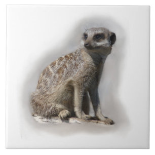 Carreau meerkat