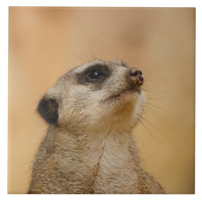 Carreau Meerkat 011 (Devant)