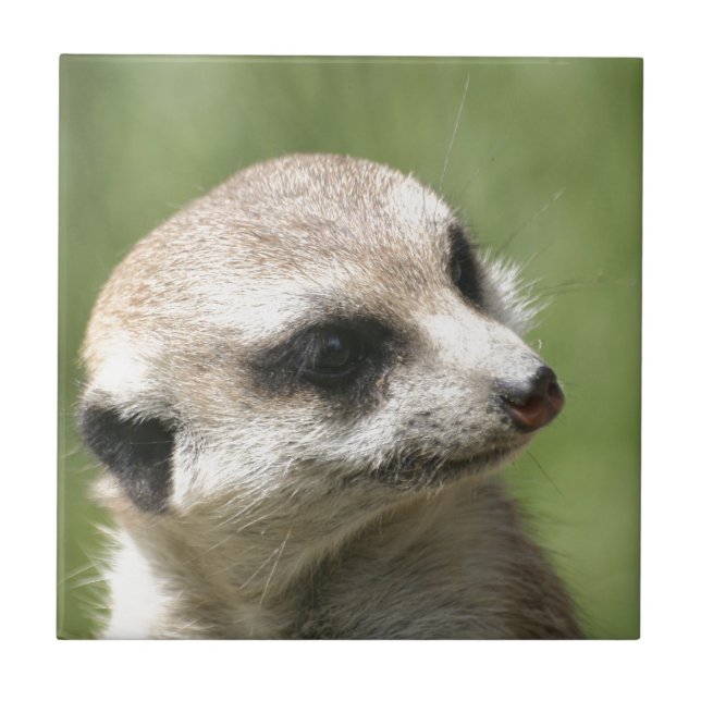 Carreau Meerkat_20171201_by_JAMFoto (Devant)