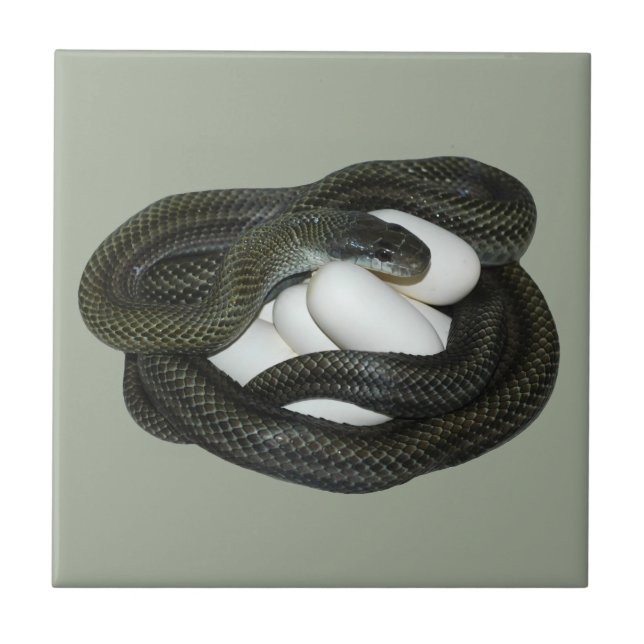 Carreau Mère de serpent de rat belle et de soins japonaise (Devant)