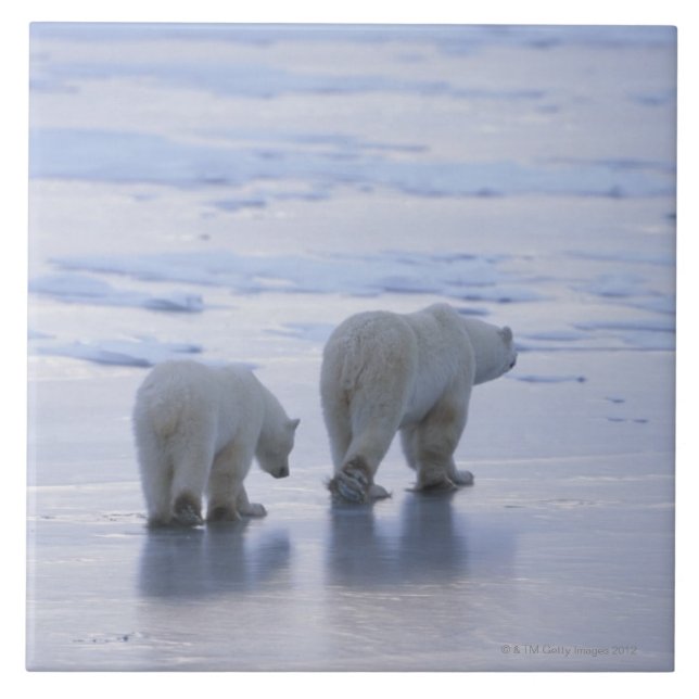 Carreau Mère et CUB d'ours blanc (Devant)