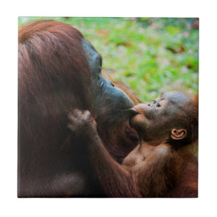 Carreau Mère orang-outan avec bébé