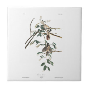 Carreau Mésange Noir-couverte du plat 160 d'Audubon