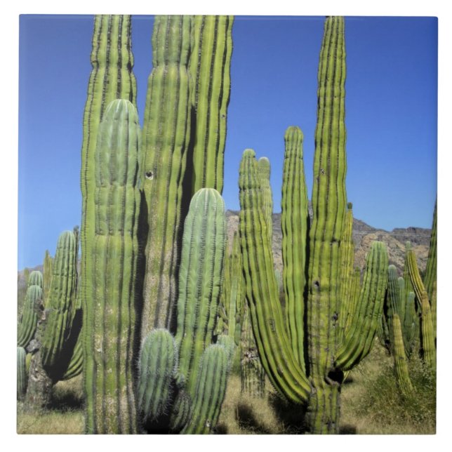Carreau Mexique, Sonora, San Carlos. Saguaro et orgue (Devant)