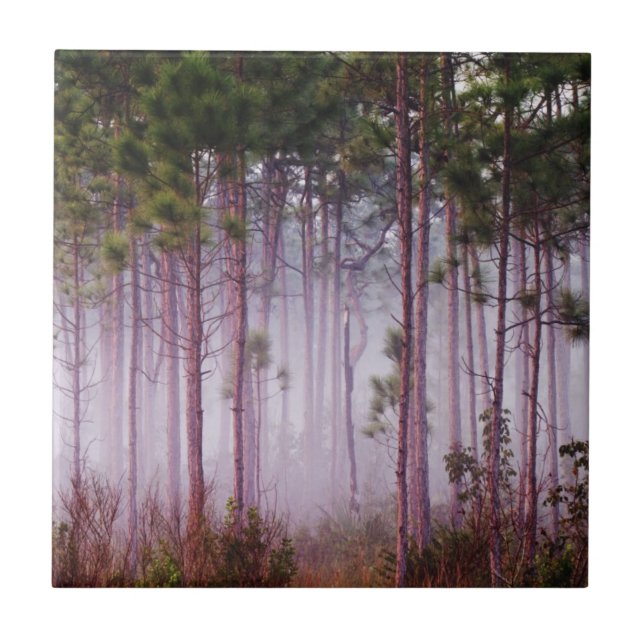 Carreau Mi parmi les pins au lever du soleil, Everglades (Devant)