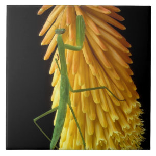 Carreau Michigan, Rochester Hills. Priez Mantis sur le rou