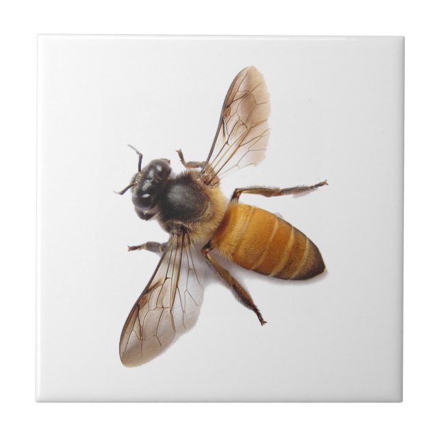 Carreau Miel Bee (Devant)