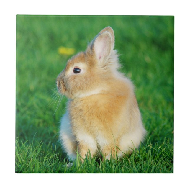 Carreau Mignonne Lapin Faune assis dans l'herbe (Devant)
